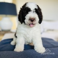 Lagotto Romagnolo - Both