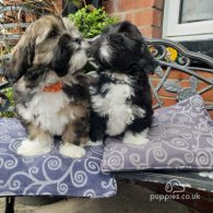 Lhasa Apso - Both