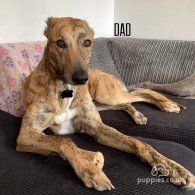 Lurcher - Both