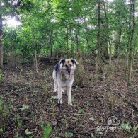 Lurcher - Both