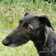 Lurcher - Both