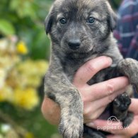 Lurcher - Both