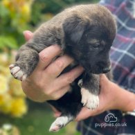 Lurcher - Both