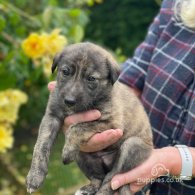 Lurcher - Both