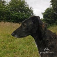 Lurcher - Both