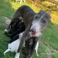 Lurcher - Dogs