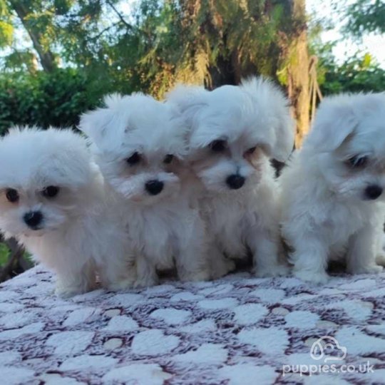 Maltese - Dogs