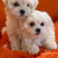 Maltese - Dogs