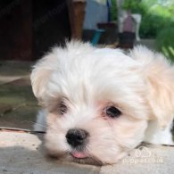 Maltese - Dogs