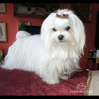 Maltese - Dogs