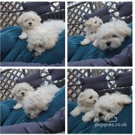 Maltese - Both