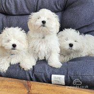 Maltese - Both