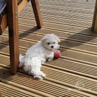 Maltese - Both