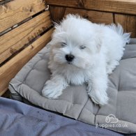 Maltese - Both