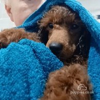 Miniature Poodle - Both