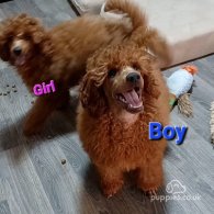 Miniature Poodle - Both