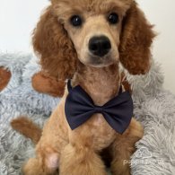 Miniature Poodle - Dogs