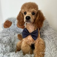 Miniature Poodle - Dogs