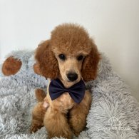 Miniature Poodle - Dogs