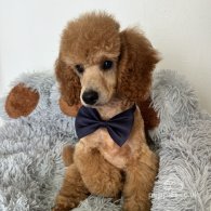 Miniature Poodle - Dogs