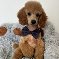 Miniature Poodle - Dogs