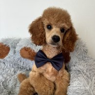 Miniature Poodle - Dogs