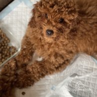 Miniature Poodle - Both