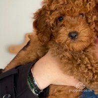 Miniature Poodle - Both