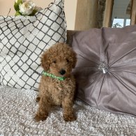 Miniature Poodle - Dogs