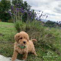 Miniature Poodle - Dogs