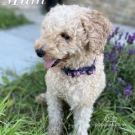 Miniature Poodle - Dogs