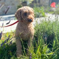 Miniature Poodle - Dogs