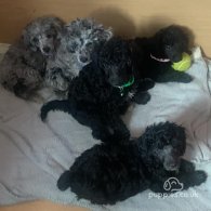 Miniature Poodle - Dogs