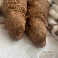 Miniature Poodle - Dogs