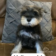 Miniature Schnauzer - Both