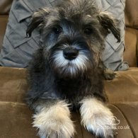 Miniature Schnauzer - Both