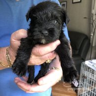 Miniature Schnauzer - Both