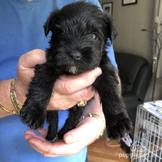 Miniature Schnauzer - Both