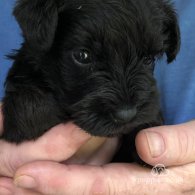 Miniature Schnauzer - Both