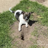 Mixed Breed - Dogs