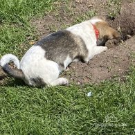 Mixed Breed - Dogs