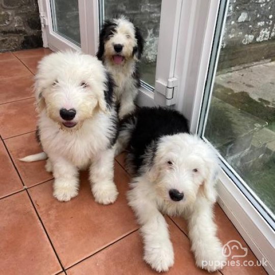 Old English Sheepdog - Both