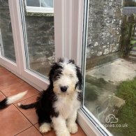 Old English Sheepdog - Both