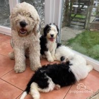 Old English Sheepdog - Both