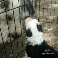 Old English Sheepdog - Both