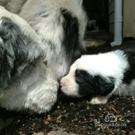 Old English Sheepdog - Both