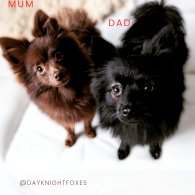 Pomeranian - Both