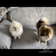 Pomeranian - Dogs