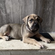 Presa Canario - Both