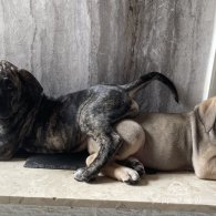 Presa Canario - Both